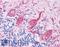 Neurofilament Light antibody, LS-B257, Lifespan Biosciences, Immunohistochemistry frozen image 