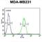 Cathepsin S antibody, abx033363, Abbexa, Western Blot image 