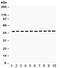 Flotillin 2 antibody, R32227, NSJ Bioreagents, Western Blot image 