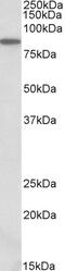 Rh Family C Glycoprotein antibody, 42-660, ProSci, Western Blot image 