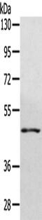 WD Repeat Domain 4 antibody, PA5-51163, Invitrogen Antibodies, Western Blot image 