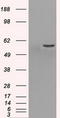 PPT antibody, CF500594, Origene, Western Blot image 