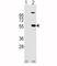 Aldehyde Dehydrogenase 1 Family Member A1 antibody, F44049-0.4ML, NSJ Bioreagents, Western Blot image 