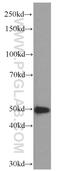 C-Terminal Src Kinase antibody, 66115-1-Ig, Proteintech Group, Western Blot image 