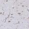 Transmembrane Protein 241 antibody, NBP2-32503, Novus Biologicals, Immunohistochemistry frozen image 