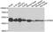 G Protein-Coupled Receptor 68 antibody, A7348, ABclonal Technology, Western Blot image 