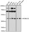 Apolipoprotein B MRNA Editing Enzyme Catalytic Subunit 3G antibody, GTX30056, GeneTex, Western Blot image 