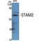 Signal Transducing Adaptor Molecule 2 antibody, LS-C386205, Lifespan Biosciences, Western Blot image 