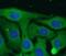 Sodium Voltage-Gated Channel Alpha Subunit 10 antibody, FNab07642, FineTest, Immunofluorescence image 