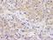 Baculoviral IAP Repeat Containing 6 antibody, IHC-00124, Bethyl Labs, Immunohistochemistry frozen image 