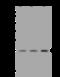 Tetraspanin 2 antibody, 204496-T44, Sino Biological, Western Blot image 