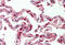 TSC22 Domain Family Member 1 antibody, MBS243171, MyBioSource, Immunohistochemistry frozen image 