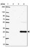 CD319 antibody, PA5-63215, Invitrogen Antibodies, Western Blot image 