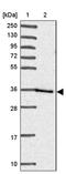 Homeobox C13 antibody, PA5-62447, Invitrogen Antibodies, Western Blot image 