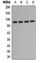Ribosomal Protein S6 Kinase A5 antibody, orb315693, Biorbyt, Western Blot image 