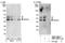 Sphingosine Kinase 1 antibody, TA309876, Origene, Western Blot image 