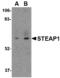STEAP Family Member 1 antibody, MBS150284, MyBioSource, Western Blot image 