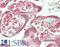 Fibulin 5 antibody, LS-B14518, Lifespan Biosciences, Immunohistochemistry paraffin image 