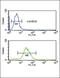 Cofilin 1 antibody, 61-589, ProSci, Immunofluorescence image 