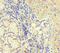 Coronin 1B antibody, LS-C677582, Lifespan Biosciences, Immunohistochemistry paraffin image 