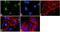SRC1 antibody, PA1-840, Invitrogen Antibodies, Immunofluorescence image 