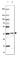 Rab Geranylgeranyltransferase Subunit Beta antibody, HPA027167, Atlas Antibodies, Western Blot image 