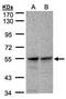 FAD Dependent Oxidoreductase Domain Containing 1 antibody, PA5-28507, Invitrogen Antibodies, Western Blot image 
