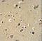 Protocadherin Gamma Subfamily C, 3 antibody, LS-C163441, Lifespan Biosciences, Immunohistochemistry frozen image 