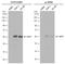 Growth Factor Independent 1 Transcriptional Repressor antibody, PA5-77985, Invitrogen Antibodies, Western Blot image 