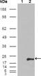 Glutathione S-Transferase Pi 1 antibody, GTX83077, GeneTex, Western Blot image 