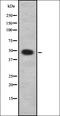 Heparanase antibody, orb378108, Biorbyt, Western Blot image 