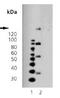 Platelet Derived Growth Factor Receptor Like antibody, NBP1-19191, Novus Biologicals, Western Blot image 