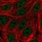 Chromosome 19 Open Reading Frame 47 antibody, NBP1-91722, Novus Biologicals, Immunofluorescence image 