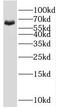 SHC Adaptor Protein 3 antibody, FNab07841, FineTest, Western Blot image 