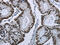 Elastin antibody, CSB-PA583825, Cusabio, Immunohistochemistry frozen image 