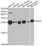 RAS Like Proto-Oncogene B antibody, STJ28797, St John