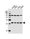 MTR3 antibody, A13162, Boster Biological Technology, Western Blot image 