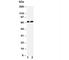 Lamin B2 antibody, R30719, NSJ Bioreagents, Western Blot image 