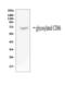 CD86 antibody, LS-C357415, Lifespan Biosciences, Western Blot image 