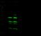 Cytotoxic T-lymphocyte protein 4 antibody, 90213-T48, Sino Biological, Western Blot image 