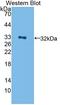 Erb-B2 Receptor Tyrosine Kinase 4 antibody, LS-C372932, Lifespan Biosciences, Western Blot image 
