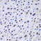 Apurinic/Apyrimidinic Endodeoxyribonuclease 1 antibody, LS-C331268, Lifespan Biosciences, Immunohistochemistry paraffin image 