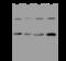 Capping Actin Protein Of Muscle Z-Line Subunit Beta antibody, 200741-T36, Sino Biological, Western Blot image 