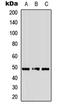 Adrenoceptor Alpha 2A antibody, LS-C354518, Lifespan Biosciences, Western Blot image 