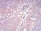SEC31 Homolog A, COPII Coat Complex Component antibody, NBP2-61870, Novus Biologicals, Immunohistochemistry frozen image 