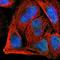 Actin Related Protein T1 antibody, NBP1-89184, Novus Biologicals, Immunocytochemistry image 