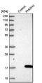 Pleckstrin Homology Like Domain Family A Member 3 antibody, NBP1-80683, Novus Biologicals, Western Blot image 