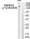 Fibroblast Growth Factor Receptor 1 antibody, MBS9405896, MyBioSource, Western Blot image 