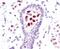 Signal Transducer And Activator Of Transcription 5A antibody, MA5-14973, Invitrogen Antibodies, Immunohistochemistry paraffin image 