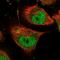 Tenascin R antibody, NBP1-86399, Novus Biologicals, Immunofluorescence image 